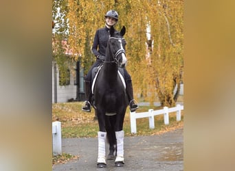 Hannoveraner, Wallach, 7 Jahre