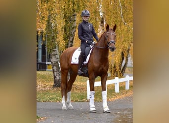Hannoveraner, Wallach, 7 Jahre