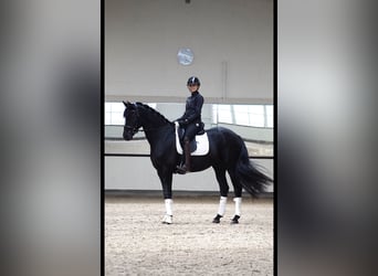 Hannoveraner, Wallach, 7 Jahre