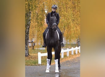 Hannoveraner, Wallach, 7 Jahre