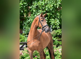 Hannoveraner, Wallach, 7 Jahre, Fuchs