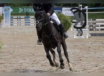 Hannoveraner, Wallach, 8 Jahre, 160 cm, Dunkelbrauner