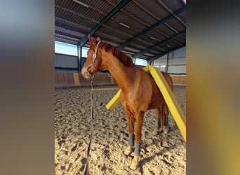 Hannoveraner, Wallach, 8 Jahre, 160 cm, Fuchs