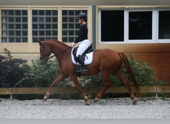 Hannoveraner, Wallach, 8 Jahre, 160 cm, Fuchs