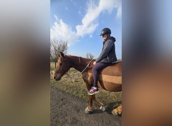 Hannoveraner, Wallach, 8 Jahre, 160 cm, Fuchs