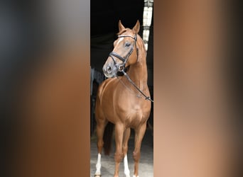 Hannoveraner, Wallach, 8 Jahre, 163 cm, Fuchs