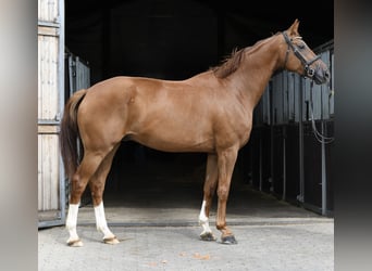 Hannoveraner, Wallach, 8 Jahre, 163 cm, Fuchs