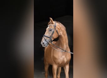 Hannoveraner, Wallach, 8 Jahre, 163 cm, Fuchs