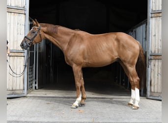 Hannoveraner, Wallach, 8 Jahre, 163 cm, Fuchs