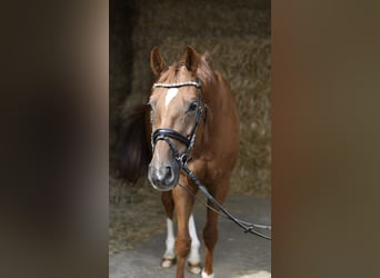 Hannoveraner, Wallach, 8 Jahre, 163 cm, Fuchs