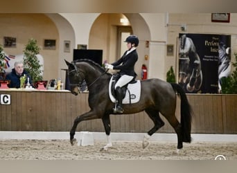 Hannoveraner, Wallach, 8 Jahre, 165 cm, Dunkelbrauner