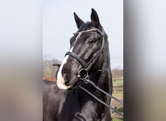 Hannoveraner, Wallach, 8 Jahre, 165 cm, Rappe