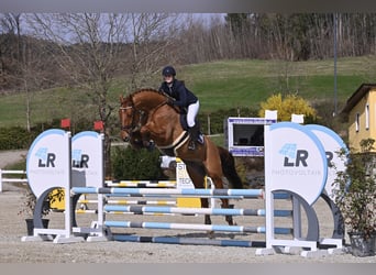 Hannoveraner, Wallach, 8 Jahre, 166 cm, Fuchs