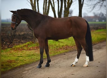 Hannoveraner, Wallach, 8 Jahre, 167 cm, Brauner