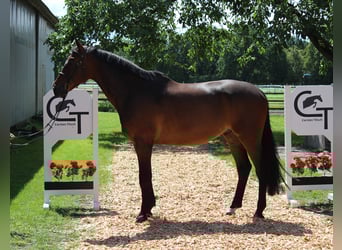 Hannoveraner, Wallach, 8 Jahre, 167 cm, Dunkelbrauner