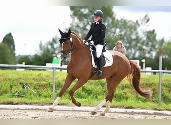 Hannoveraner, Wallach, 8 Jahre, 167 cm, Fuchs