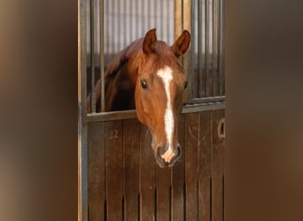 Hannoveraner, Wallach, 8 Jahre, 167 cm, Fuchs