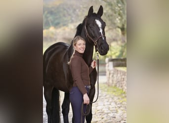 Hannoveraner, Wallach, 8 Jahre, 167 cm, Rappe