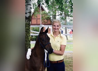 Hannoveraner, Wallach, 8 Jahre, 168 cm, Brauner