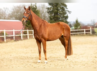 Hannoveraner, Wallach, 8 Jahre, 168 cm, Fuchs