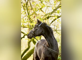 Hannoveraner, Wallach, 8 Jahre, 168 cm, Rappe