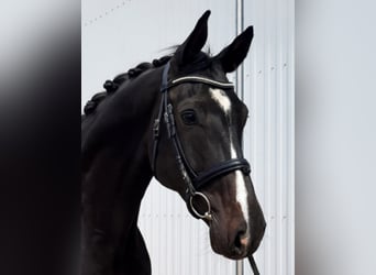 Hannoveraner, Wallach, 8 Jahre, 168 cm, Schwarzbrauner