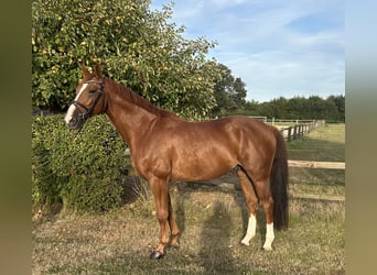 Hannoveraner, Wallach, 8 Jahre, 169 cm, Fuchs