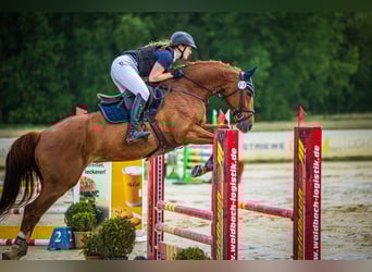 Hannoveraner, Wallach, 8 Jahre, 169 cm, Fuchs