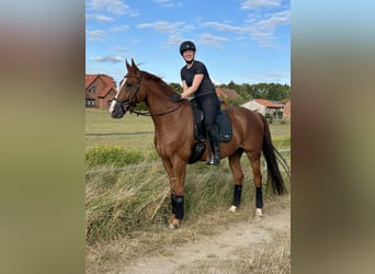 Hannoveraner, Wallach, 8 Jahre, 169 cm, Fuchs