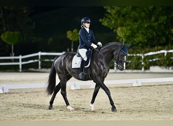 Hannoveraner, Wallach, 8 Jahre, 169 cm, Rappe