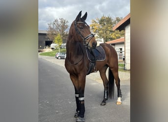 Hannoveraner, Wallach, 8 Jahre, 170 cm, Brauner