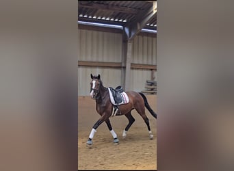Hannoveraner, Wallach, 8 Jahre, 170 cm, Brauner