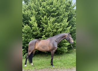 Hannoveraner, Wallach, 8 Jahre, 170 cm, Brauner