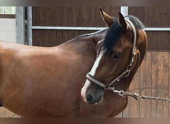 Hannoveraner, Wallach, 8 Jahre, 170 cm, Brauner
