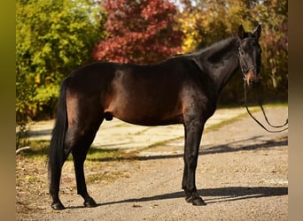 Hannoveraner, Wallach, 8 Jahre, 170 cm, Dunkelbrauner