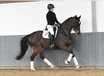 Hannoveraner, Wallach, 8 Jahre, 170 cm, Dunkelbrauner
