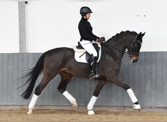 Hannoveraner, Wallach, 8 Jahre, 170 cm, Dunkelbrauner