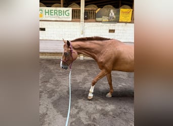 Hannoveraner, Wallach, 8 Jahre, 170 cm, Fuchs