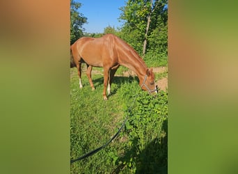 Hannoveraner, Wallach, 8 Jahre, 170 cm, Fuchs
