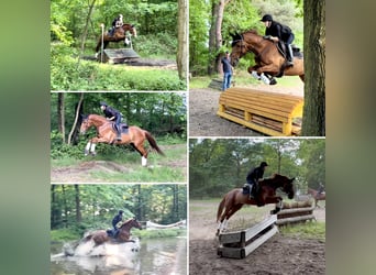 Hannoveraner, Wallach, 8 Jahre, 170 cm, Fuchs