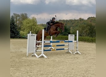 Hannoveraner, Wallach, 8 Jahre, 170 cm, Fuchs