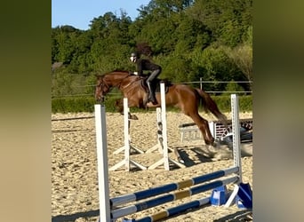 Hannoveraner, Wallach, 8 Jahre, 170 cm, Fuchs