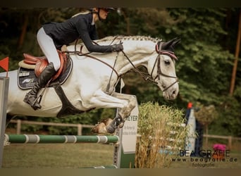 Hannoveraner, Wallach, 8 Jahre, 170 cm, Schimmel