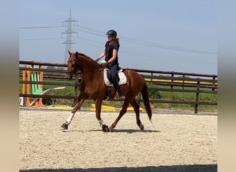 Hannoveraner, Wallach, 8 Jahre, 171 cm, Dunkelfuchs