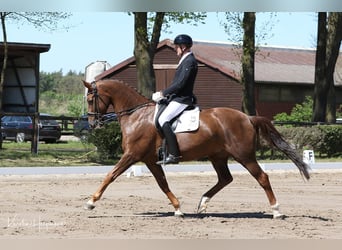 Hannoveraner, Wallach, 8 Jahre, 171 cm, Dunkelfuchs