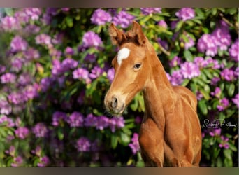 Hannoveraner, Wallach, 8 Jahre, 171 cm, Dunkelfuchs