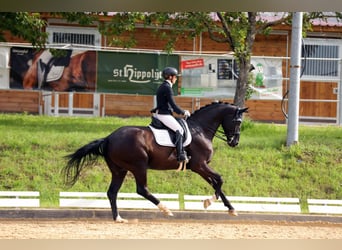 Hannoveraner, Wallach, 8 Jahre, 172 cm, Rappe