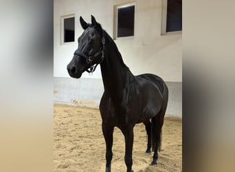 Hannoveraner, Wallach, 8 Jahre, 172 cm, Rappe