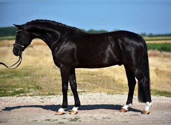Hannoveraner, Wallach, 8 Jahre, 172 cm, Rappe
