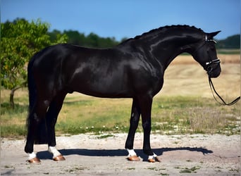 Hannoveraner, Wallach, 8 Jahre, 172 cm, Rappe